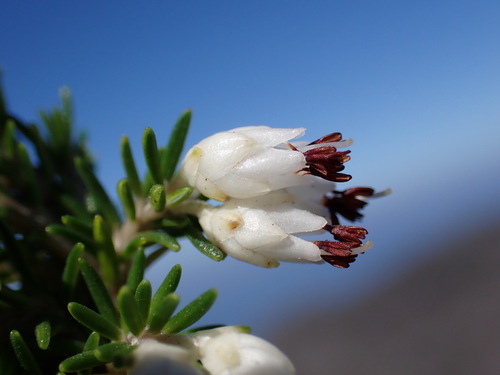 Image of Erica desmantha by (c) Ren Hoekstra, some rights reserved (CC BY)