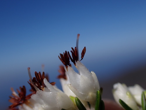Image of Sharpleaf Heath (Erica desmantha) by (c) Ren Hoekstra, some rights reserved (CC BY)