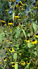 Rudbeckia
