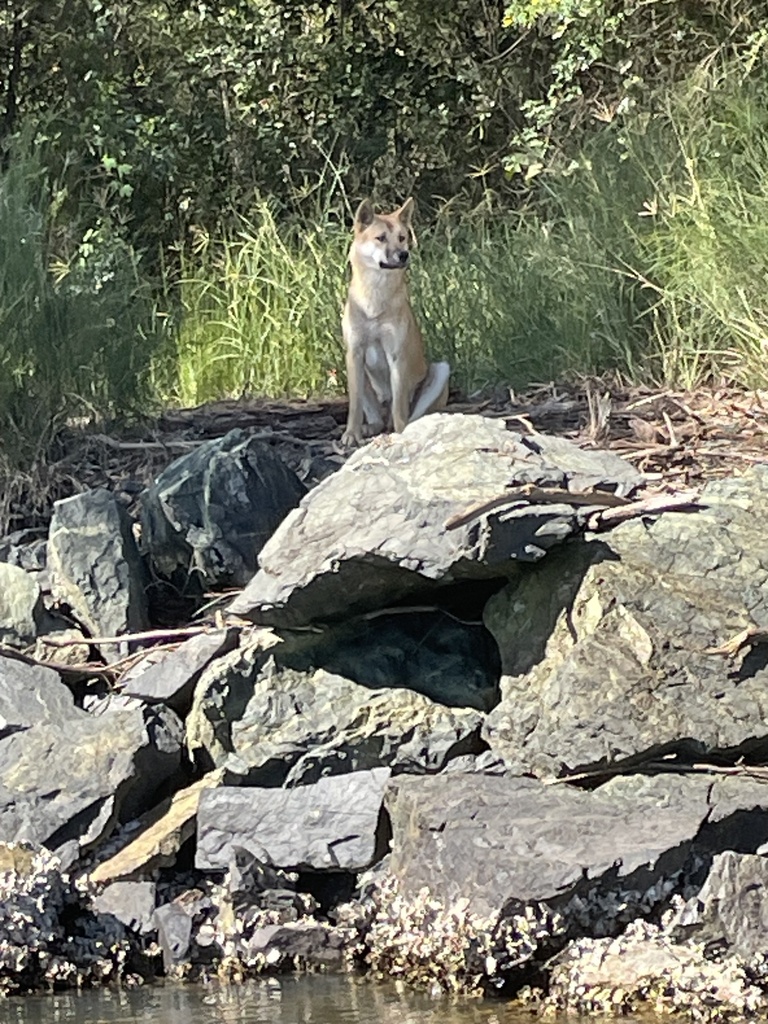 Dingo from Hastings River, North Shore, NSW, AU on April 7, 2025 at 01: ...