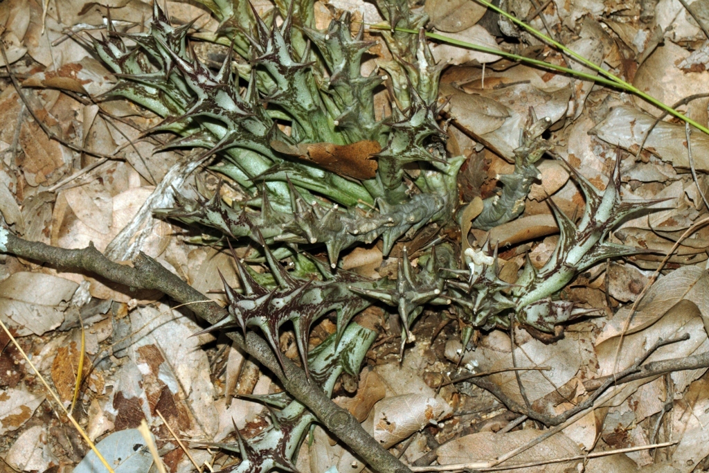 Orbea caudata