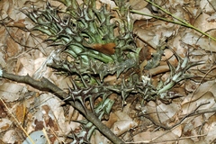 Ceropegia caudata