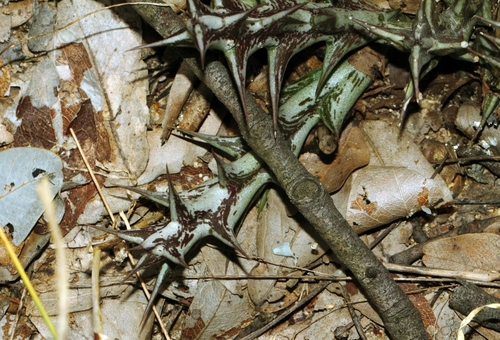 Orbeopsis caudata 3