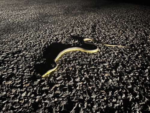 Common Tree Snake sighting