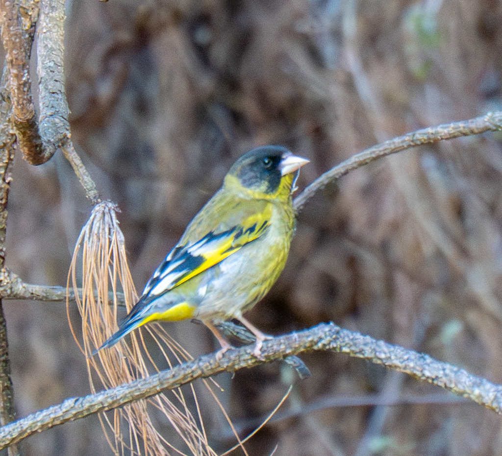 Black-headed Greenfinch photo