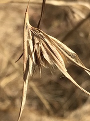 Themeda triandra