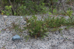 Oxytropis sordida