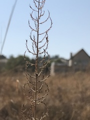 Pogonarthria squarrosa