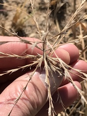 Trichoneura grandiglumis