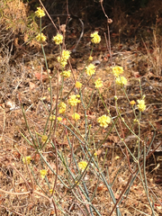 Eriogonum nudum nudum