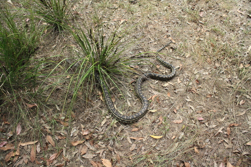 Coastal Carpet Python sighting