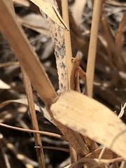 Trichoneura grandiglumis