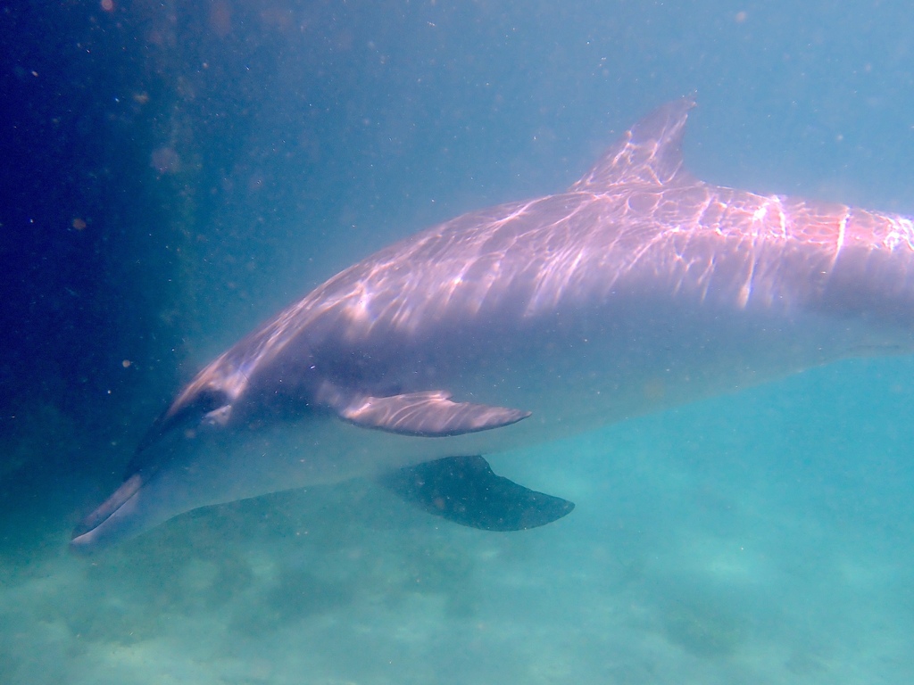 Tursiops aduncus<br>28 April, 2025