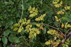 Peucedanum verticillare