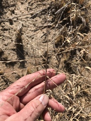 Trichoneura grandiglumis