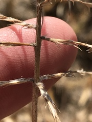 Trichoneura grandiglumis