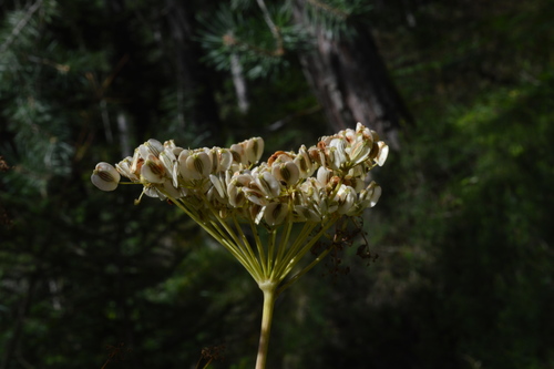 Image of Peucedanum verticillare by no rights reserved