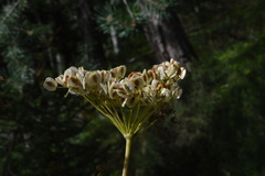 Peucedanum verticillare