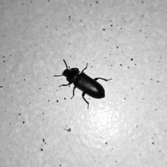 Tenebrio molitor