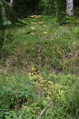 Peucedanum verticillare