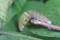 Papilio glaucus