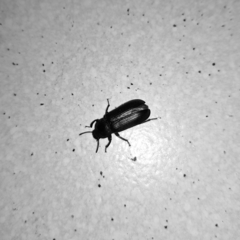 Tenebrio molitor