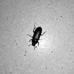 Tenebrio molitor