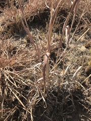 Diheteropogon amplectens