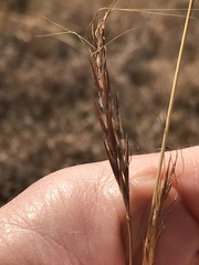 Diheteropogon amplectens