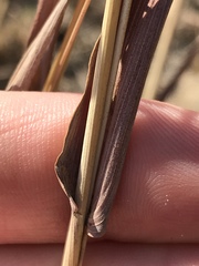 Diheteropogon amplectens