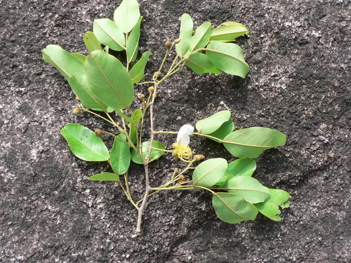 Snake bean
