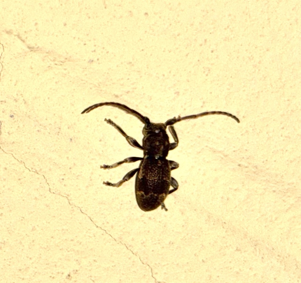 Parmena unifasciata