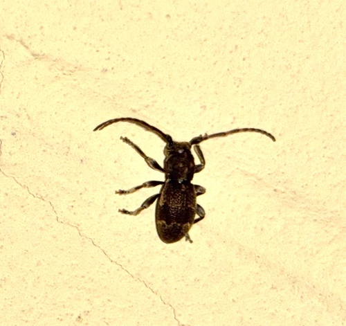 Parmena unifasciata