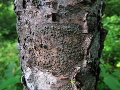 Buellia griseovirens