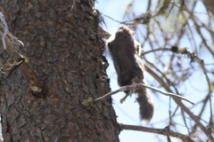 Glaucomys oregonensis