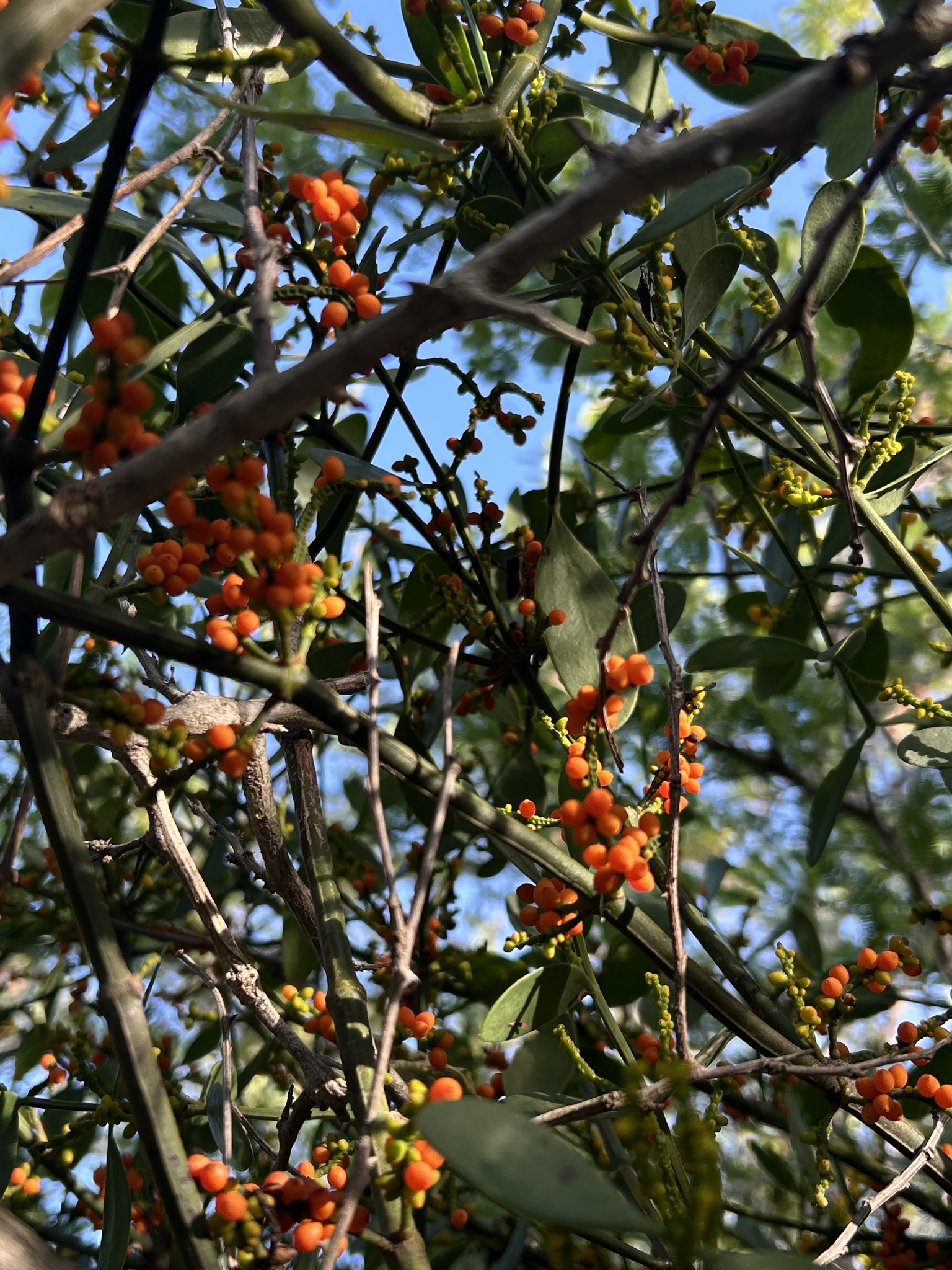 Phoradendron quadrangulare