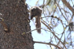 Glaucomys oregonensis