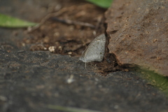 Ypthima asterope