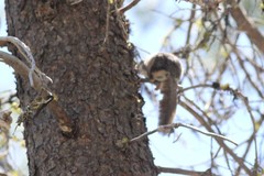 Glaucomys oregonensis
