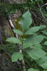 Peucedanum verticillare
