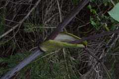 Peucedanum verticillare