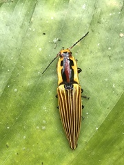Semiotus illigeri