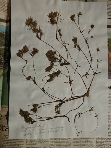 Image of Sphaerochara intricata by no rights reserved