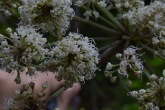 Peucedanum verticillare