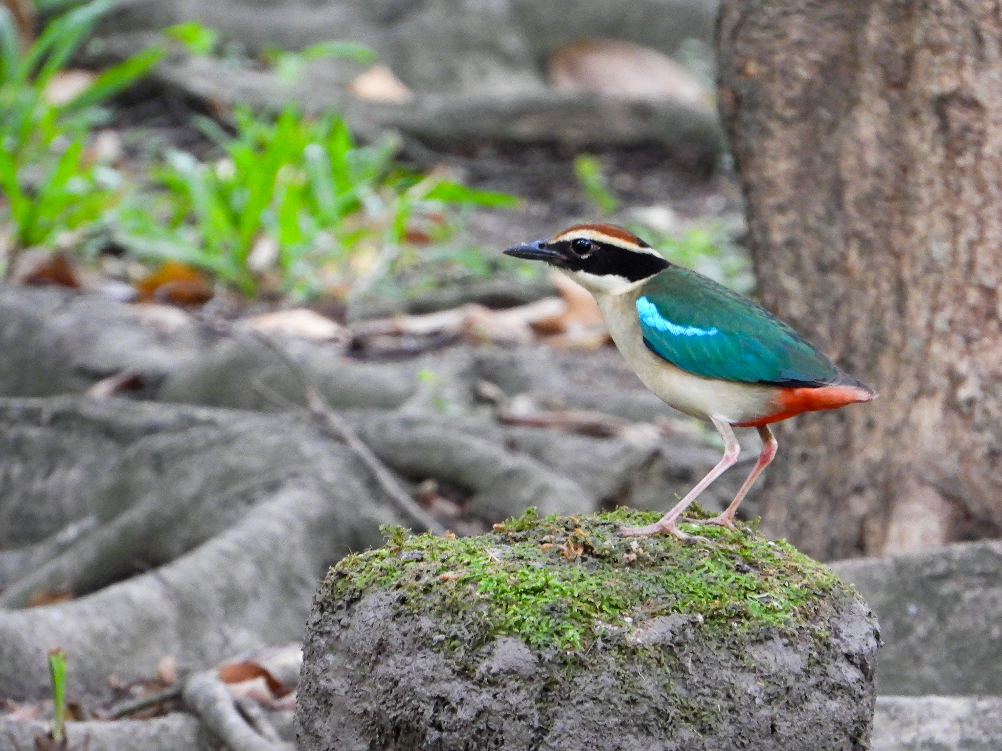 Fairy Pitta
