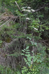 Peucedanum verticillare