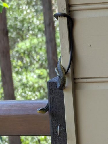 Common Tree Snake sighting