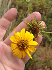 Helianthus californicus