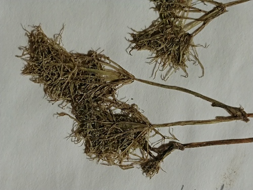 Image of Sphaerochara intricata by no rights reserved