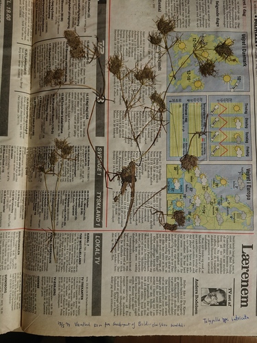 Image of Sphaerochara intricata by no rights reserved